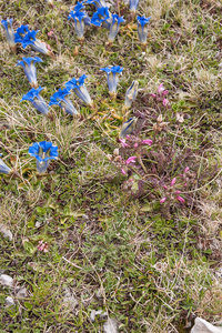 0185-pedicularis-elegans-stony-grassy-slopes-in-gezelschap-van-Ge