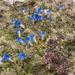 0186-pedicularis-elegans-stony-grassy-slopes-in-gezelschap-van-Ge