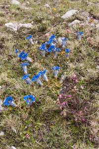 0186-pedicularis-elegans-stony-grassy-slopes-in-gezelschap-van-Ge