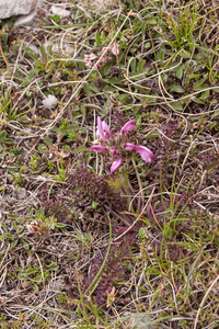 0187-pedicularis-elegans