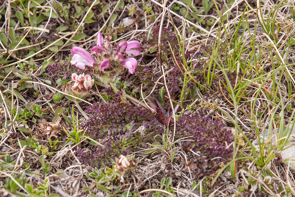 0188-pedicularis-elegans