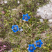 0189-Gentiana-dinarica