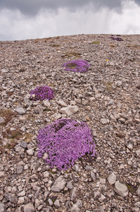 0191-Moss-Campion-Silene-acaulis-highest-parts-of-the-cliff-envir