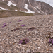 0192-Moss-Campion-Silene-acaulis-highest-parts-of-the-cliff-envir