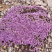 0194-Moss-Campion-Silene-acaulis-highest-parts-of-the-cliff-envir