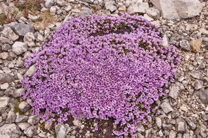 0194-Moss-Campion-Silene-acaulis-highest-parts-of-the-cliff-envir