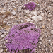 0195-Moss-Campion-Silene-acaulis-highest-parts-of-the-cliff-envir