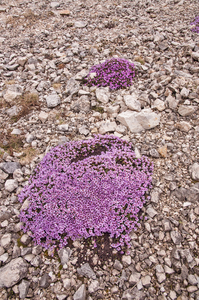 0195-Moss-Campion-Silene-acaulis-highest-parts-of-the-cliff-envir
