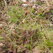 0198-pedicularis-elegans