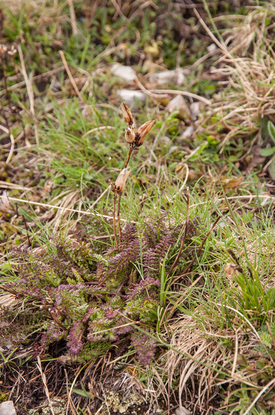 0198-pedicularis-elegans