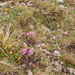 0200-pedicularis-elegans