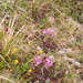 0201-pedicularis-elegans