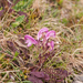 0202-pedicularis-elegans