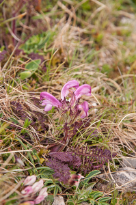 0202-pedicularis-elegans