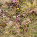 0203-pedicularis-elegans