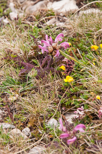 0204-pedicularis-elegans