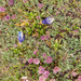 0205-overzicht-graslandbodem