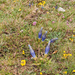 0206-Gentiana-dinarica