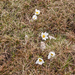 0210-pulsatilla-vernalis