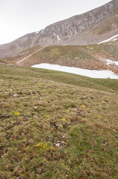 0213-landschap-met-geel-hongerbloempje