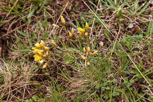 0214-Geel-hongerbloempje-Draba-aizoides-cliffs,-stony-pastures