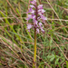 0215-orchis-simia-aapjesorchis-arid-measows-from-the-hill-to-abou