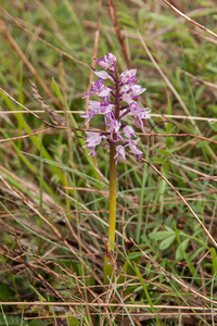 0215-orchis-simia-aapjesorchis-arid-measows-from-the-hill-to-abou