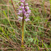 0216-orchis-simia-aapjesorchis-arid-measows-from-the-hill-to-abou