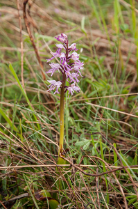0216-orchis-simia-aapjesorchis-arid-measows-from-the-hill-to-abou