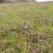 0217-purperorchis