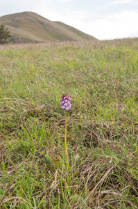 0217-purperorchis