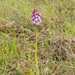 0218-purperorchis