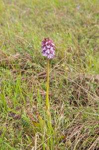 0218-purperorchis