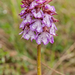 0219-purperorchis