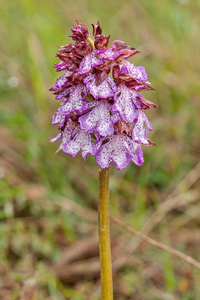 0219-purperorchis