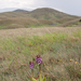 0220-purperorchis