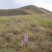 0222-overzicht-grasland-en-orchideen-zijweg
