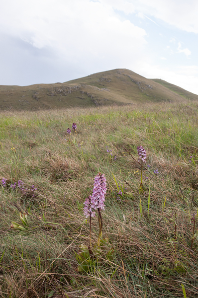 0222-overzicht-grasland-en-orchideen-zijweg