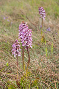 0223-Soldaatje-x-Purperorchis---Orchis-x-hybrida-(O.-militaris-x-