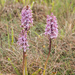 0224-Soldaatje-x-Purperorchis---Orchis-x-hybrida-(O.-militaris-x-
