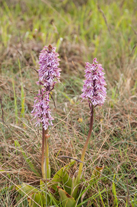 0224-Soldaatje-x-Purperorchis---Orchis-x-hybrida-(O.-militaris-x-