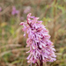 0225-Soldaatje-x-Purperorchis---Orchis-x-hybrida-(O.-militaris-x-