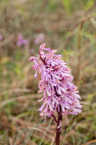 0225-Soldaatje-x-Purperorchis---Orchis-x-hybrida-(O.-militaris-x-