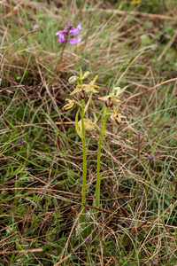 0226-spiegelorchis-spec