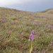 0227-overzicht-orchideeengrasland