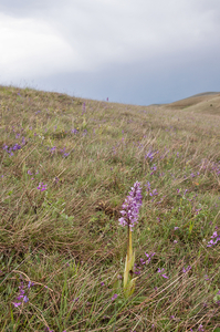 0227-overzicht-orchideeengrasland