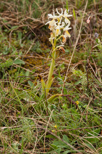 0230-orchis-spec