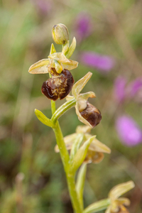 0232-spiegelorchis