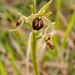 0231-spiegelorchis