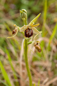 0231-spiegelorchis